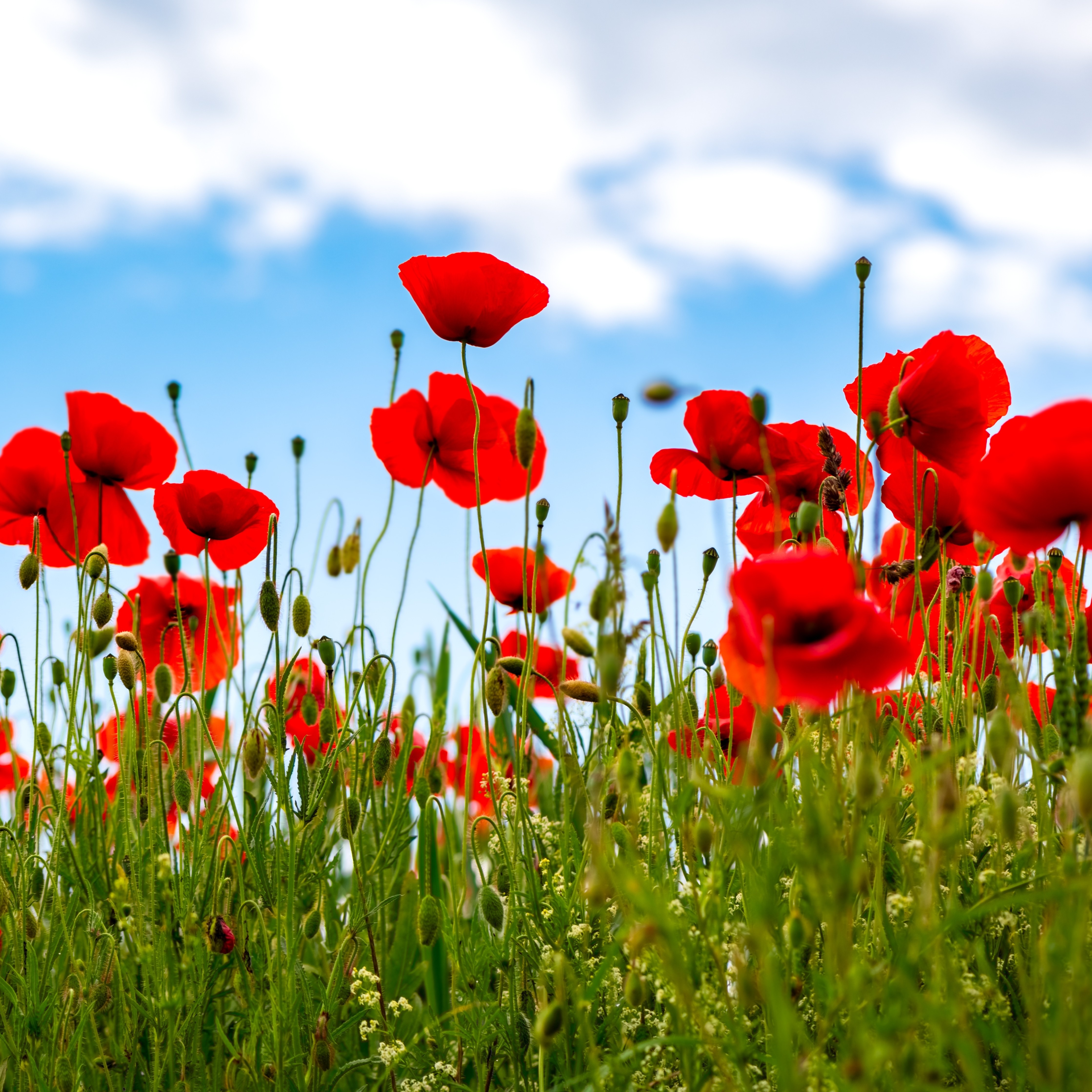 Photo d’Annie VERON