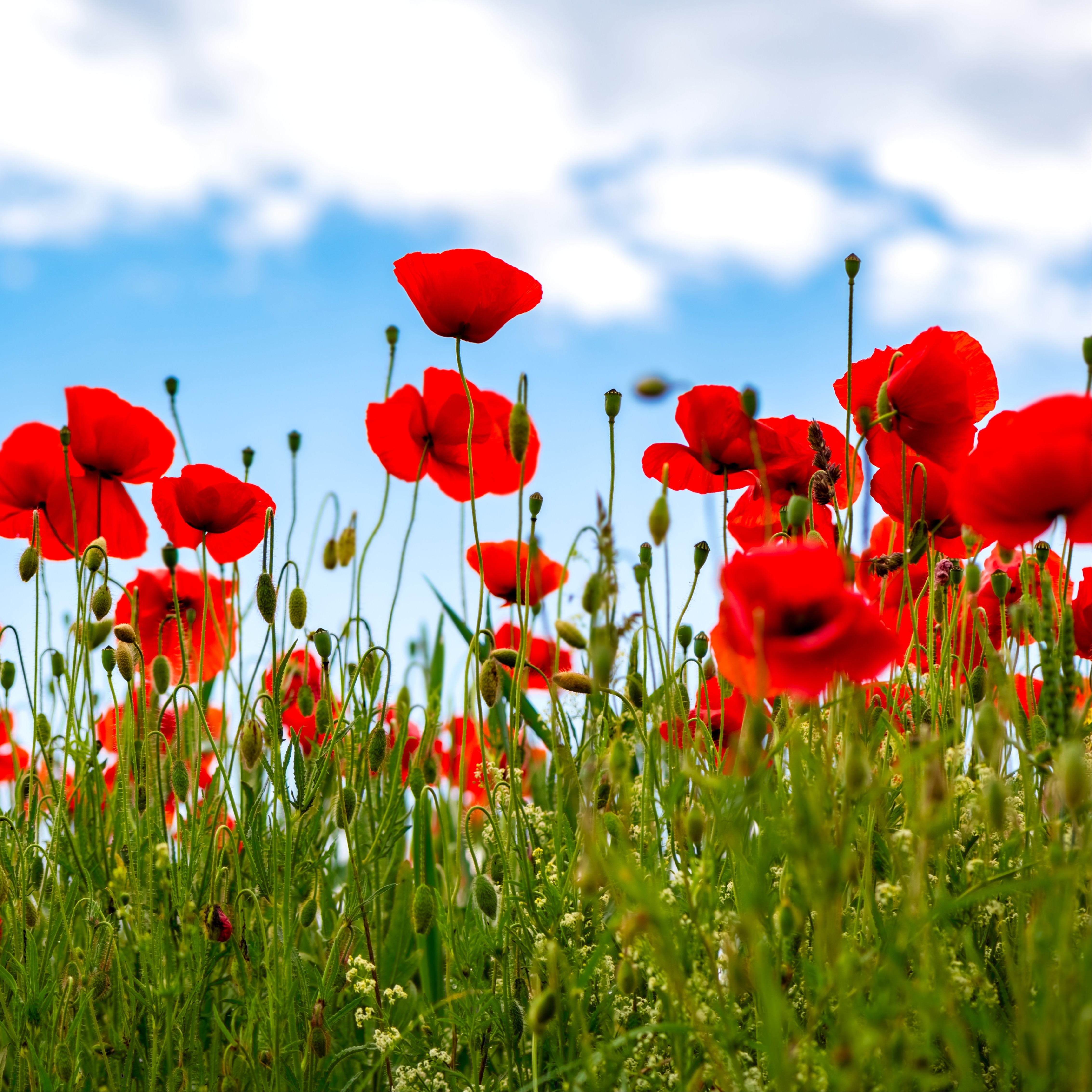 Photo de Liliane LOISELEUR